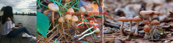 PSILOCYBIN Беломорск